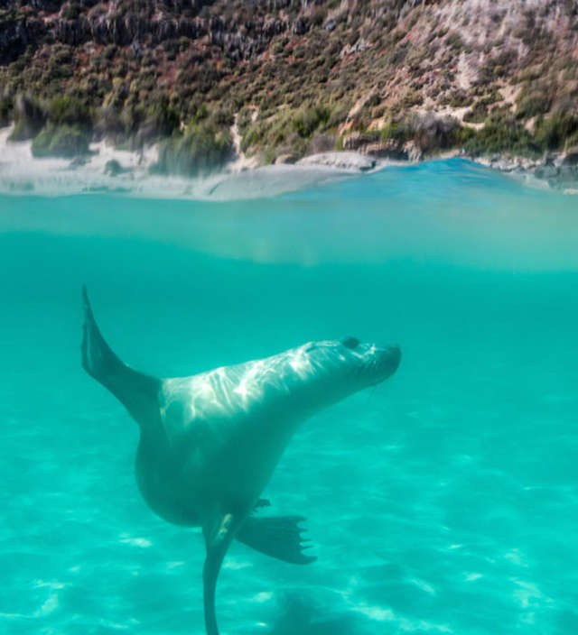 Die Top-10 Erlebnisse auf der Eyre Peninsula