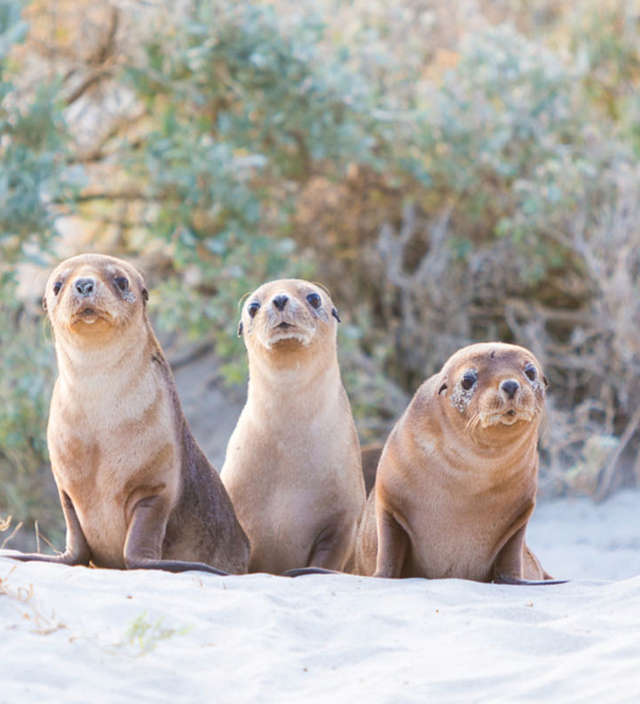 Ein Routenvorschlag für drei Tage auf Kangaroo Island