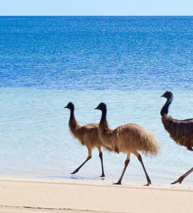 Ein Routenvorschlag für drei Tage auf der Eyre Peninsula