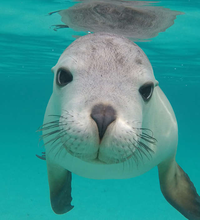 Die acht schönsten Unterwasser-Safaris in Südaustralien